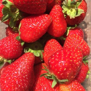 Local Strawberries bought at a farmers market